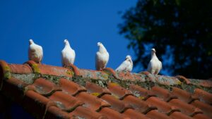 Tauben auf und im Dach