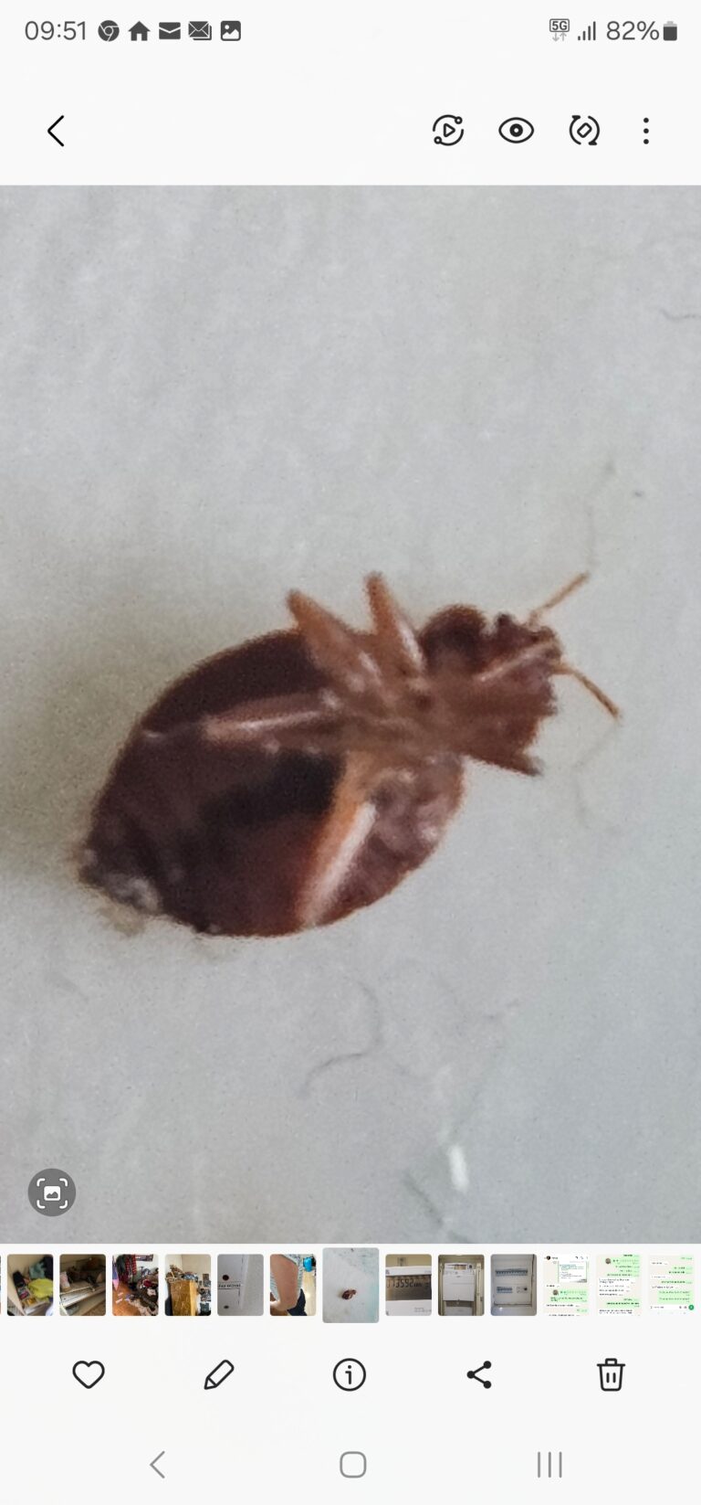 Bettwanzen Stuttgart 768x1647