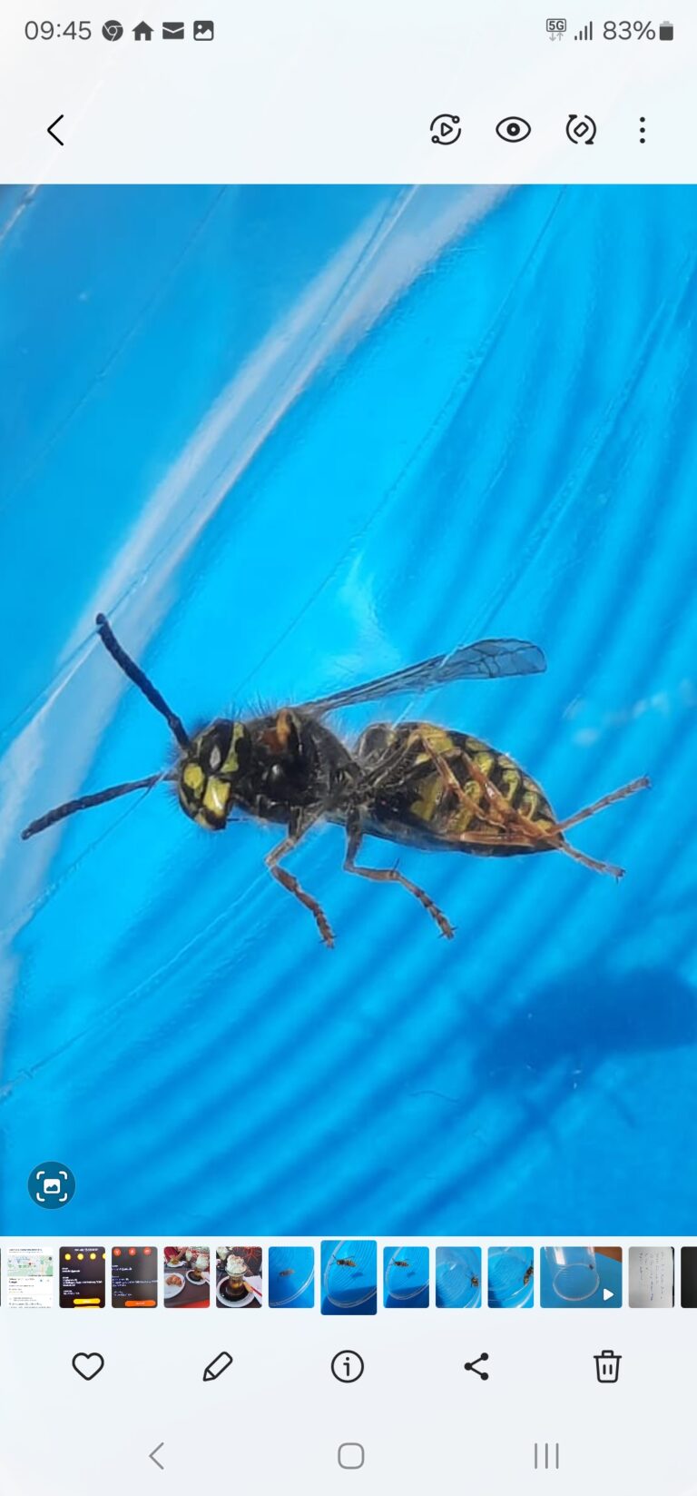 Wespen Schaedlingsbekaempfung Stuttgart 768x1647